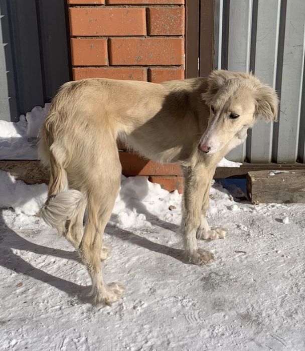 Собака казакша тазы