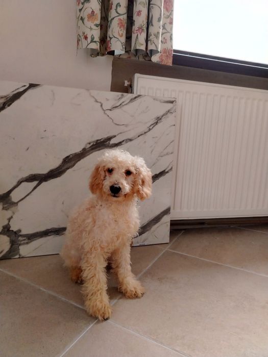 Мини пудел, мини, той