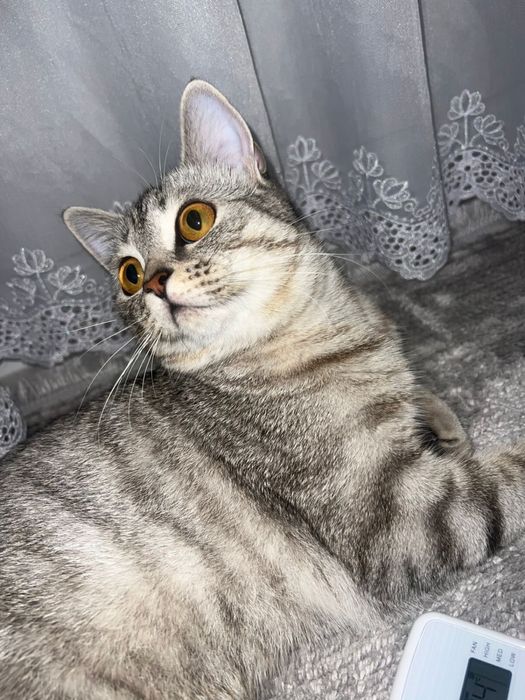 Шотландская прямоухая девочка