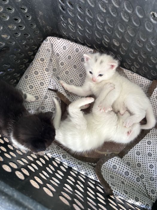 Котенки в хорошие в руки
