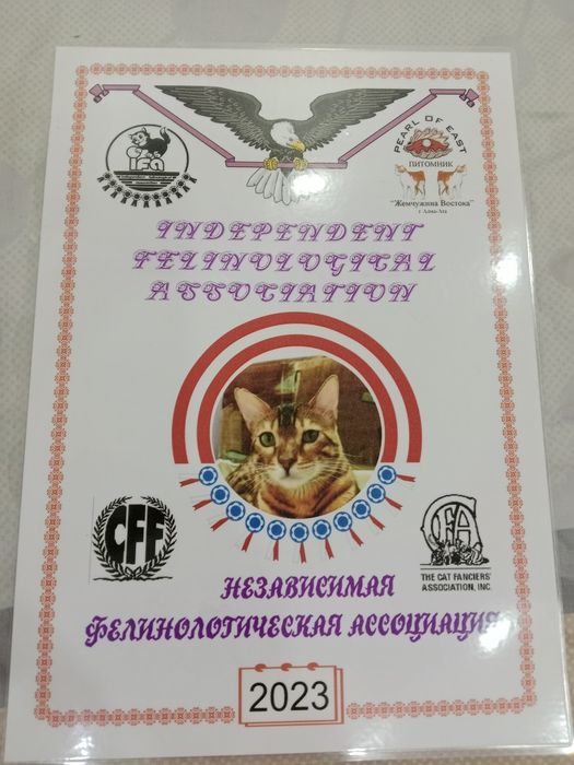 Вязка кот Бенгал с родословной