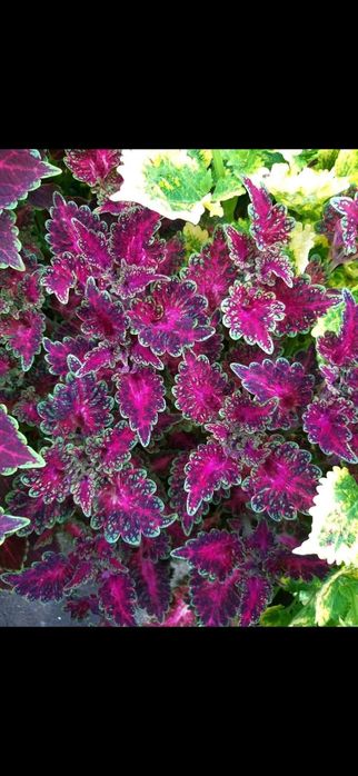 Продам цветы колеусы