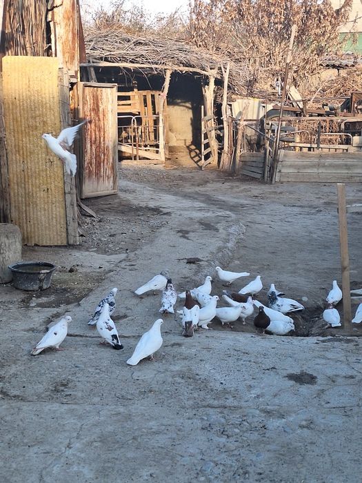 Голуби породистые