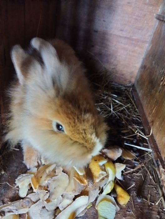 Iepurasi de paste [cap de leu]