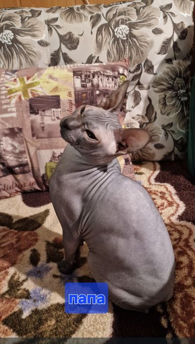 Продам котят сфинкс