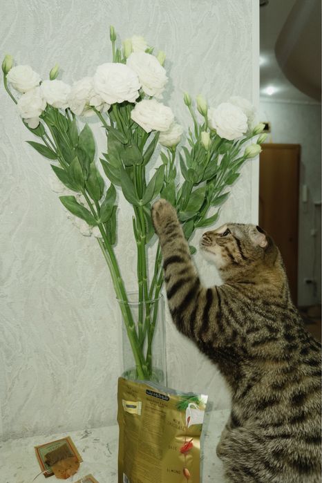 Кот вислоухий, годик,
