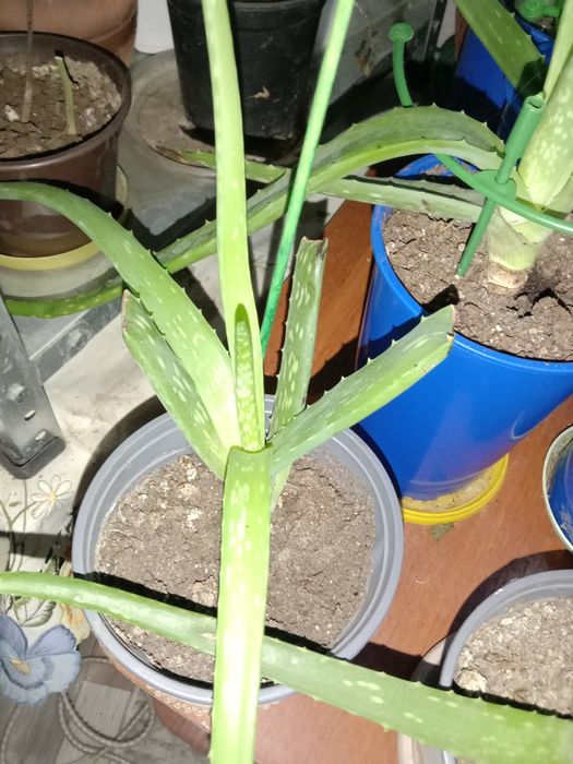 Алоэ Вера в продаже