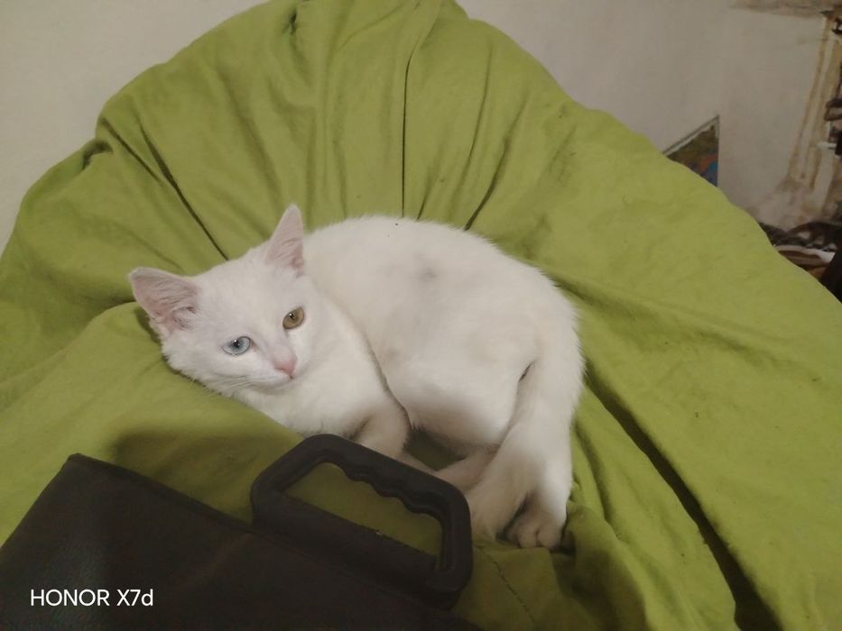 Turetskiy Angora ikki xil ko'z qiz bola sotiladi