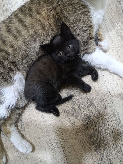 Котенок бесплатно