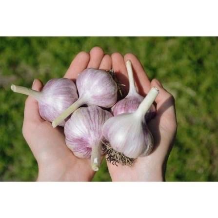 Очищенный чеснок, местный