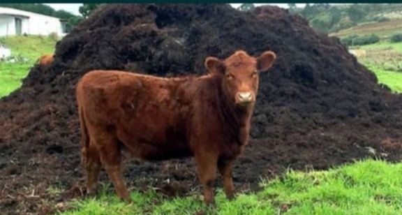 Перегной коровяк. Чернозем