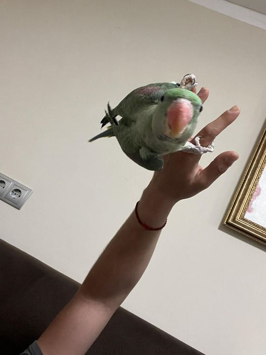 Голям Александър