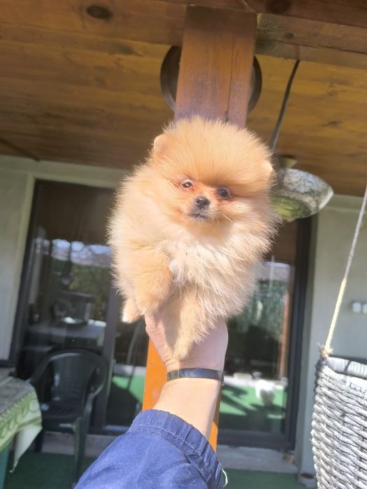 Померанчета мини,мини