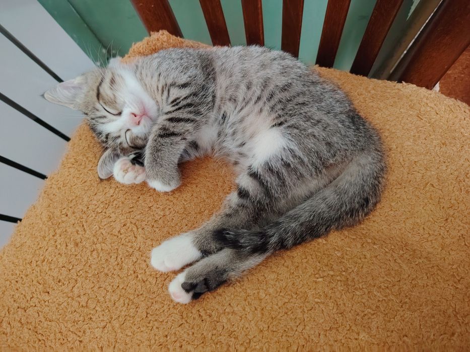 Котята, ждут своих хозяев.