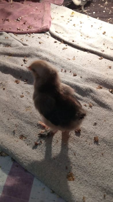 Продам цыплят. 1 неделя.