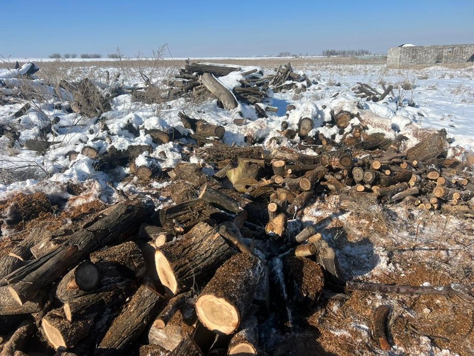 Карагач сухой для шашлика  қарағаш