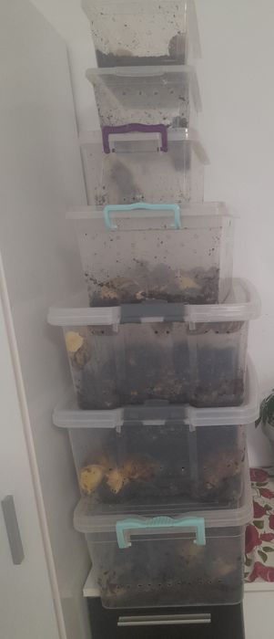 Калции и кокосова почва за охлюви