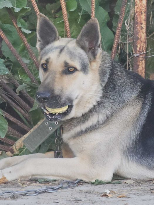 Продам восточно-европейскую овчарку