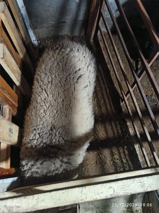 Hisori quzi qo'chqorlar.