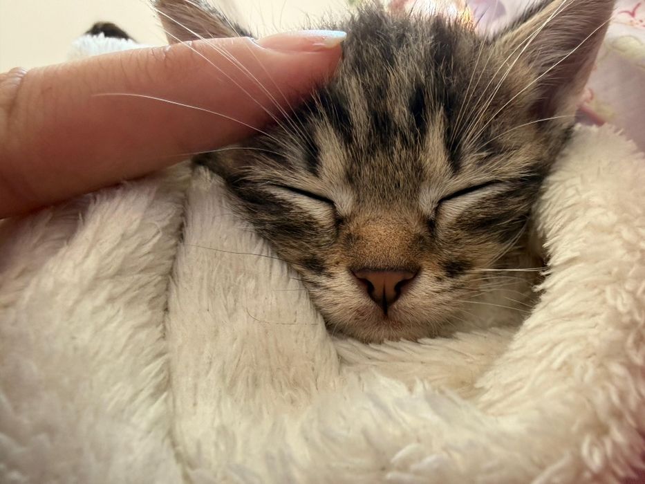 Котёнок в добрые руки