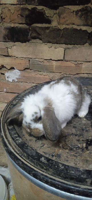 Зайци, френски кочовати