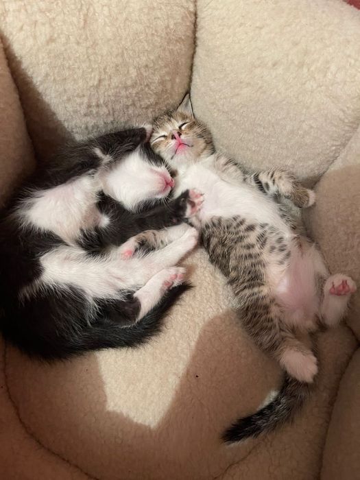 Мысык бесплатно 1 айлык