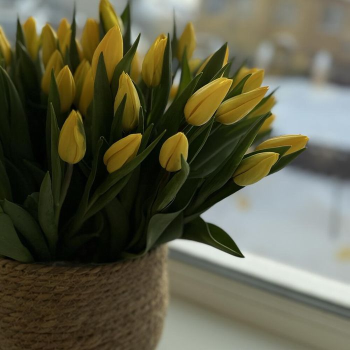 Тюльпаны крупные