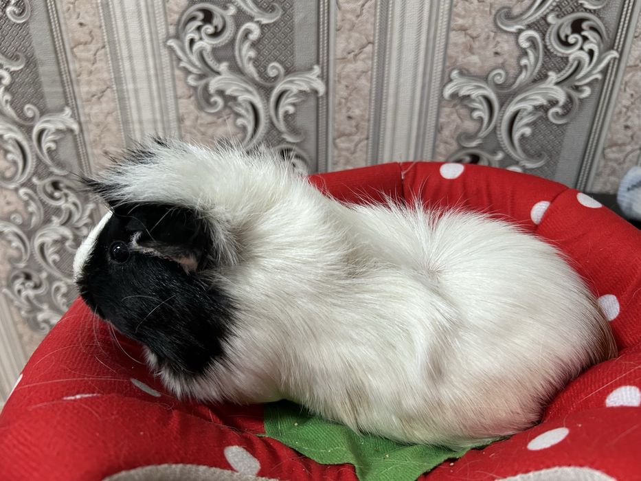 Отдам морскую свинку