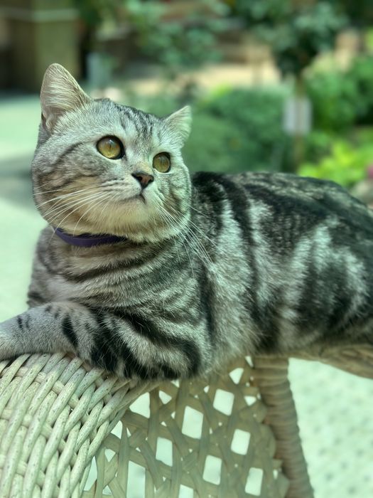 Британская порода