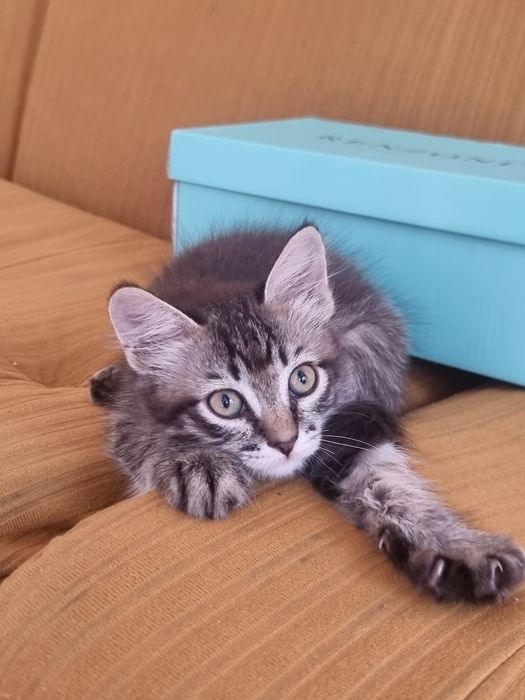 Котёнок, девочка