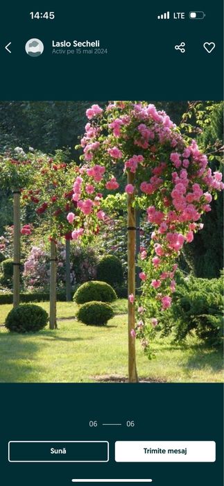 Trandafir plangator unicat si deosebit