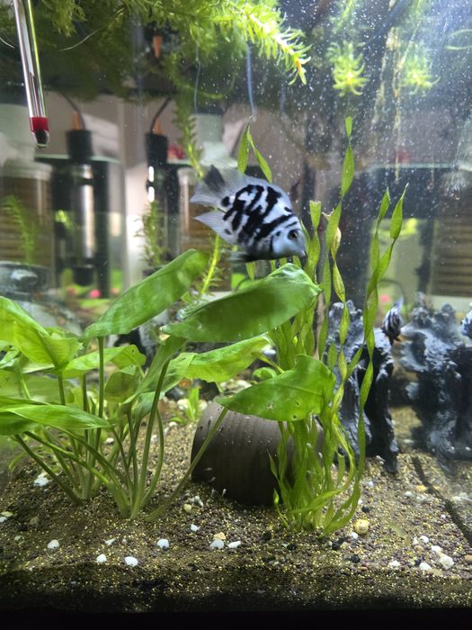 Рыбки попугай. Майкудук