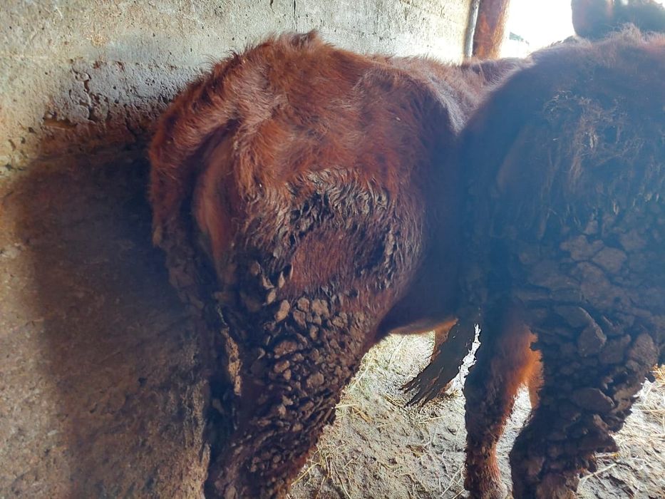 Семіз сиырлар жане таналар