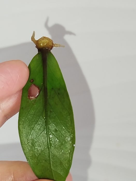 Zamiakulkas ekishga tayyor kartoshkali