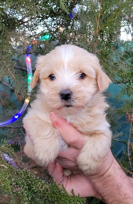 Голдъст йоркширски териер-мини!!!