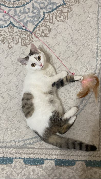 потерялась кошка!!!