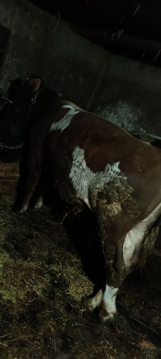 De vanzare 3 taurasi