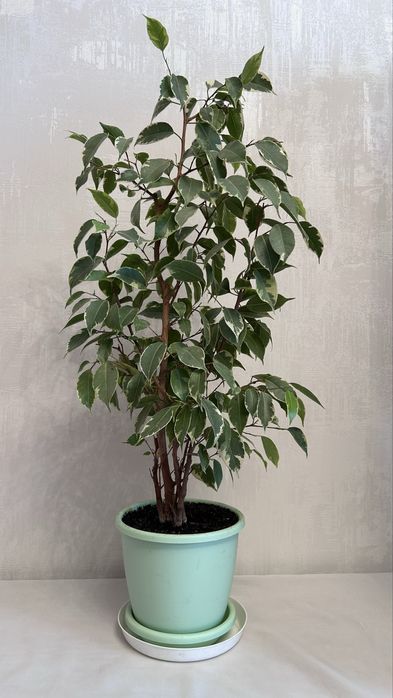 Фикус Бенджамина