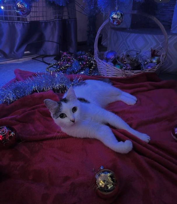 пропала кошечка!