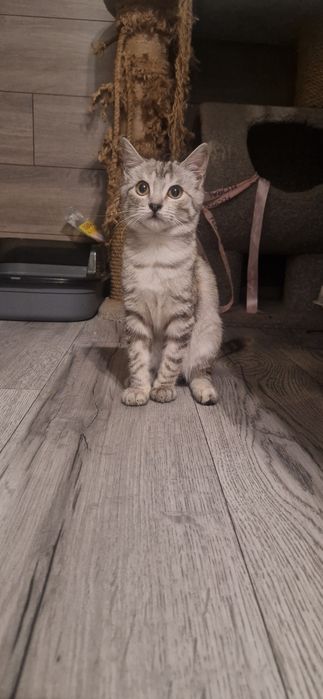 Котенок в добрые руки