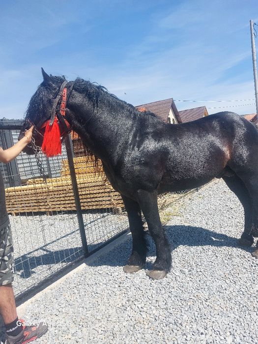 Armasar  de vânzare