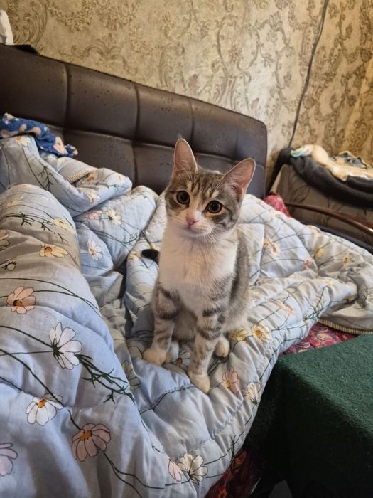 Кошечка ищет семью и дом!