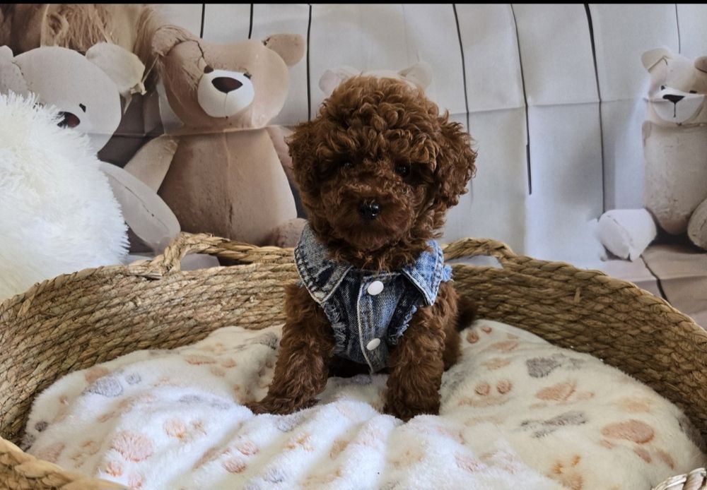 Пудел тийкъп/ Пудел той poodle с родословие момче red braun