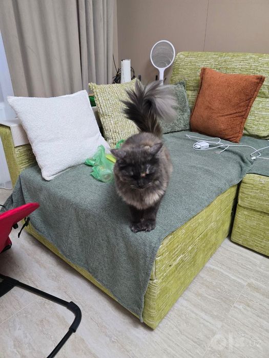 Кошка годовалая срочно