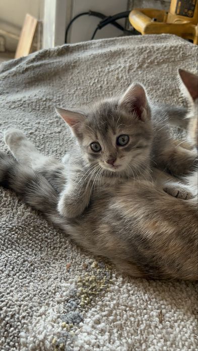 Котенок девачка, 2 месеца