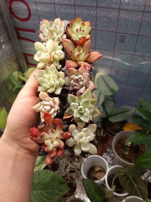 Сукуленты от 350и выше