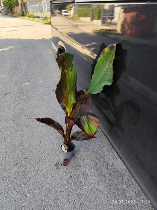 Банановото дърво на Абисиния - Червен Банан или етиопски банан