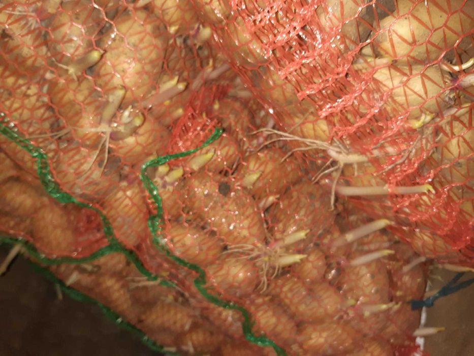 Cartofi de samanta, albi si rosii