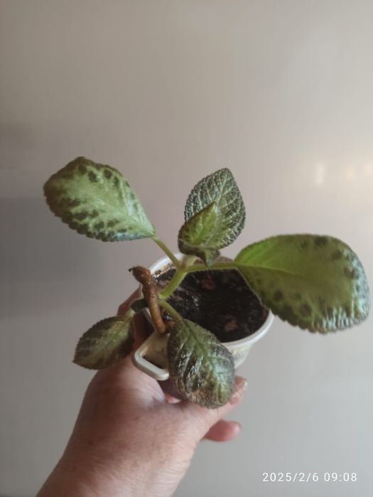 Продам комнатные растения