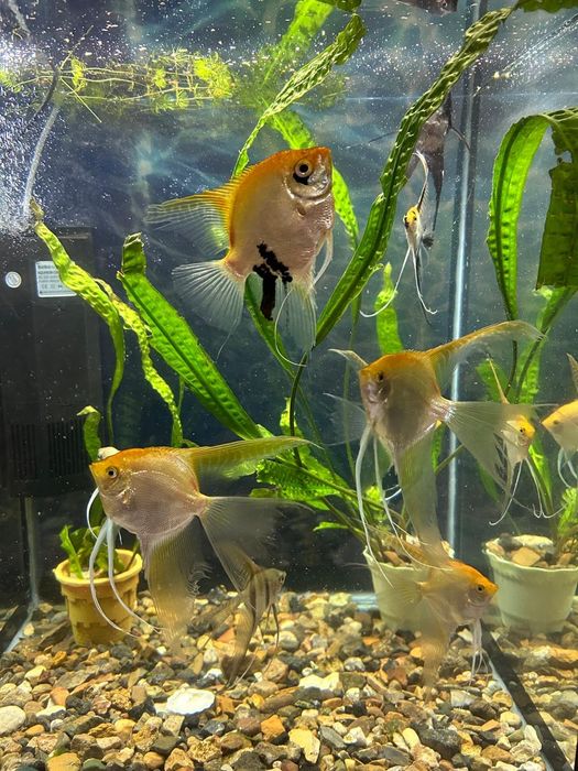 Продам новый аквариум 150 л.